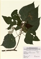 藏品(白匏子)的圖片